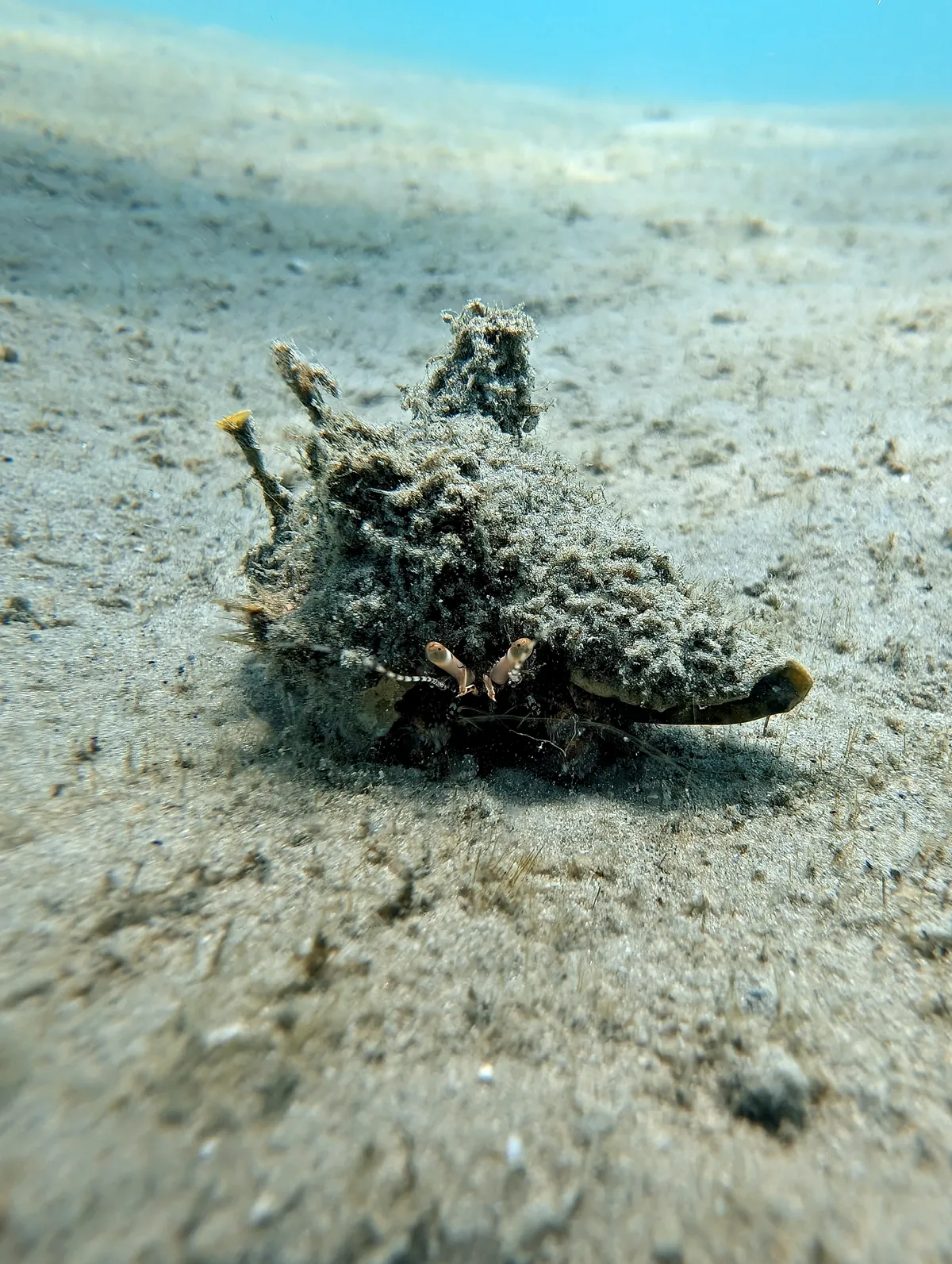 Giant Hermit Crab