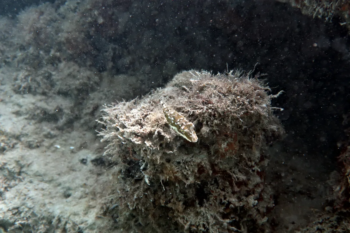 Bandtail Puffer