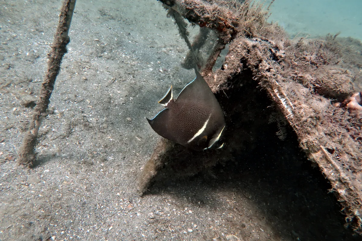 Gray Angelfish