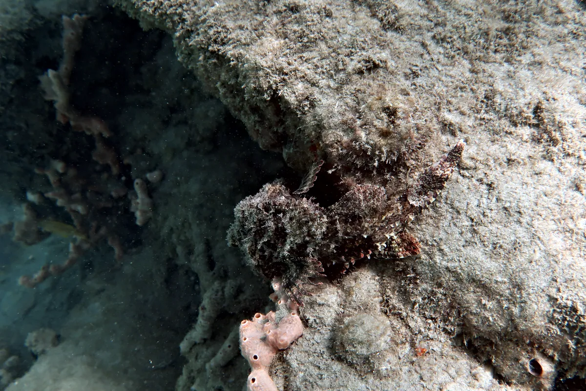 Spotted Scorpionfish