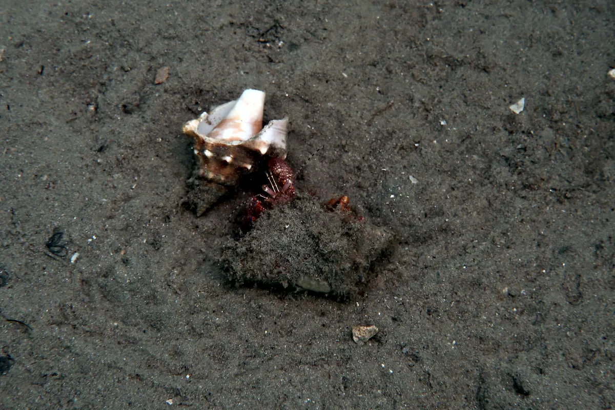 Giant Hermit Crab