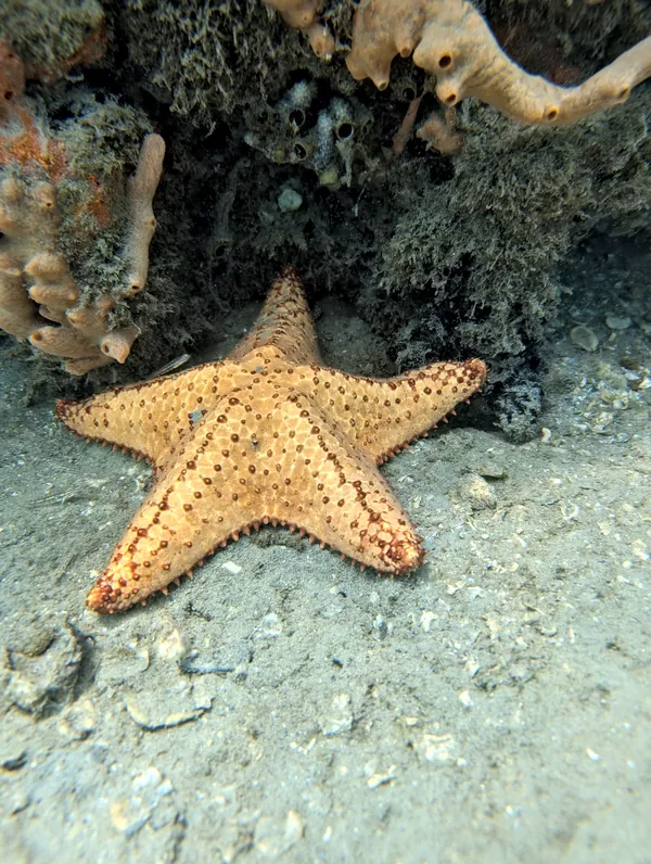 Cushion Sea Star