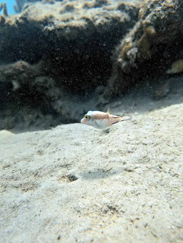 Sharpnose Puffer