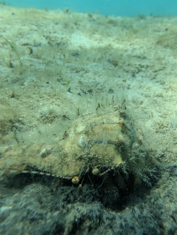 Original