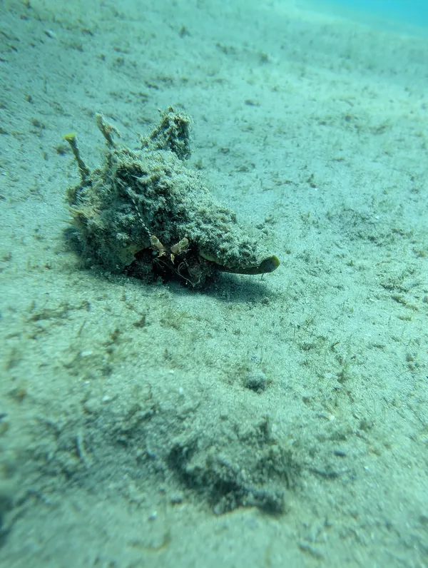 Original