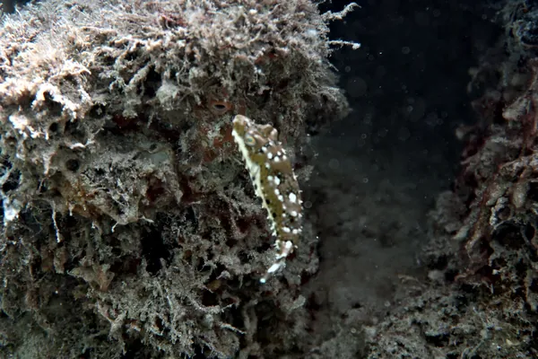 Bandtail Puffer