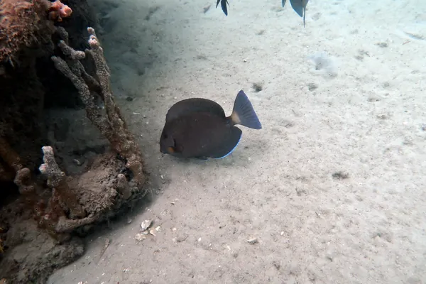 Doctorfish
