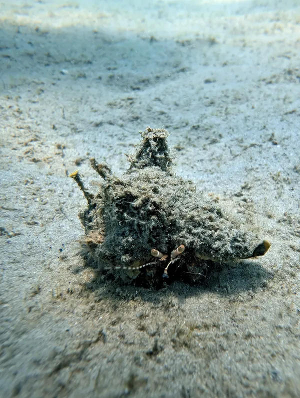 Giant Hermit Crab