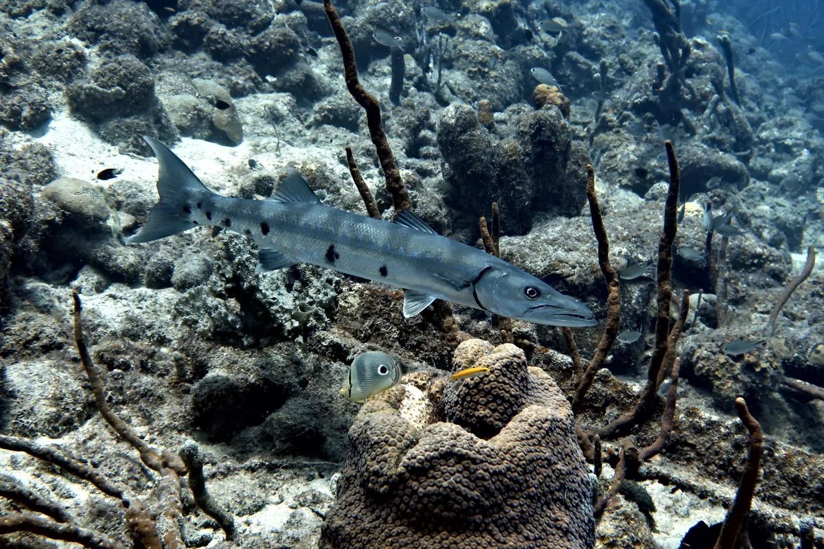 Great Barracuda