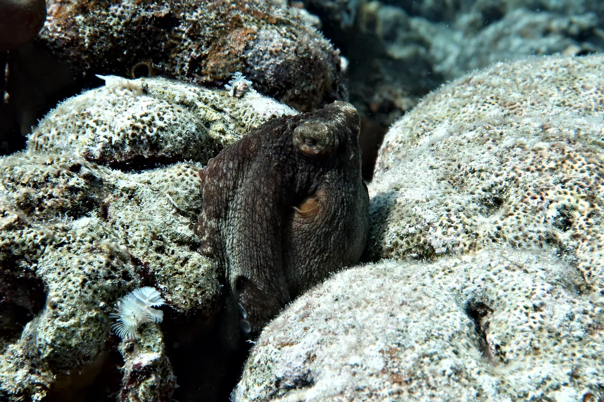 Caribbean Common Octopus