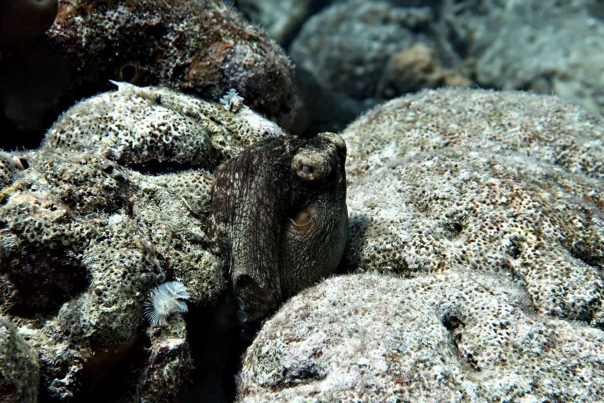Caribbean Common Octopus