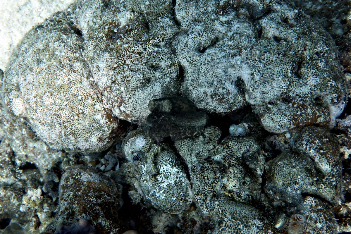 Caribbean Common Octopus