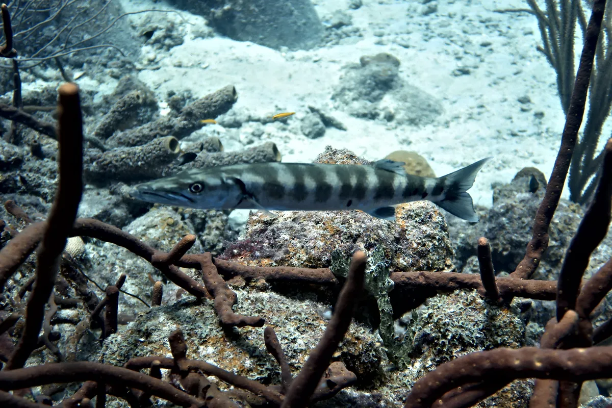 Great Barracuda
