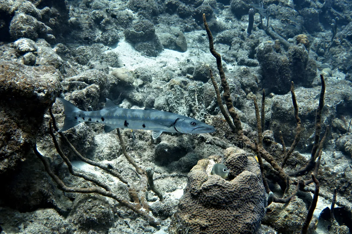 Great Barracuda