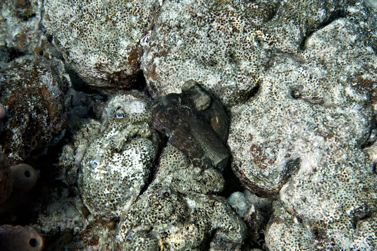 Caribbean Common Octopus