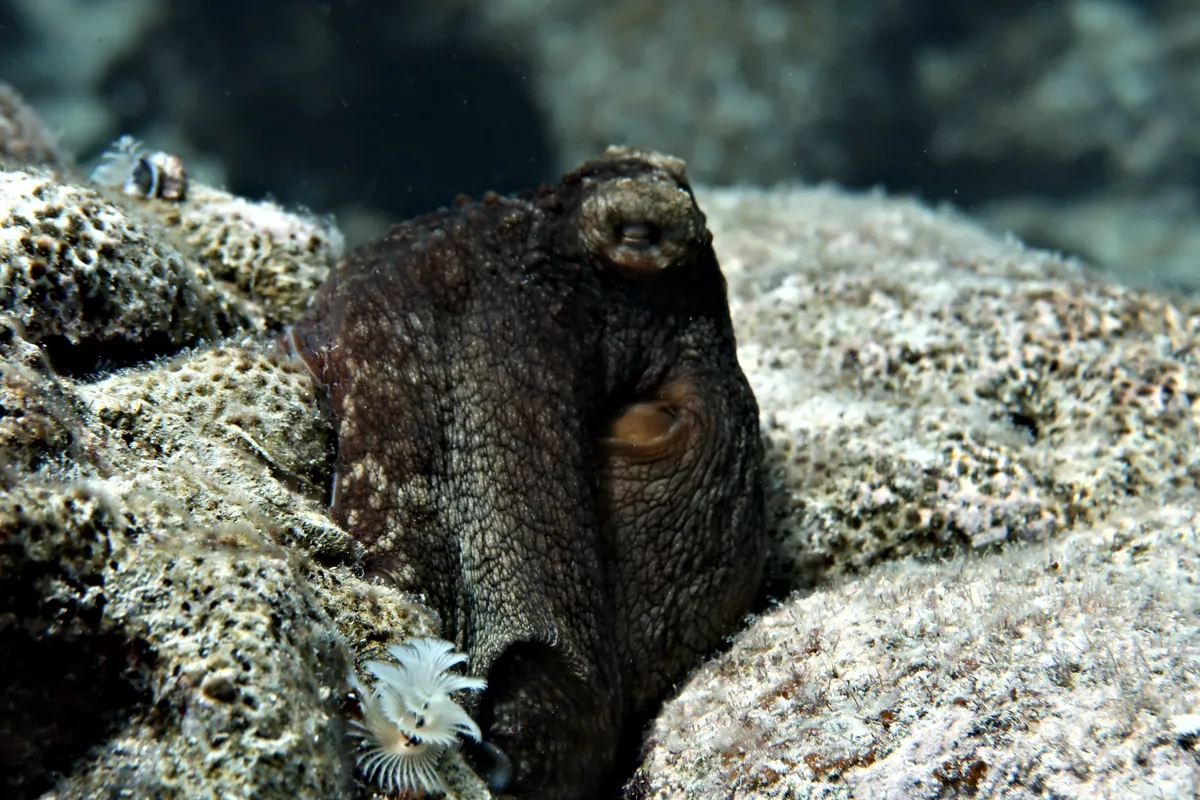 Caribbean Common Octopus