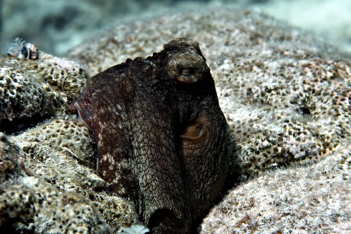 Caribbean Common Octopus