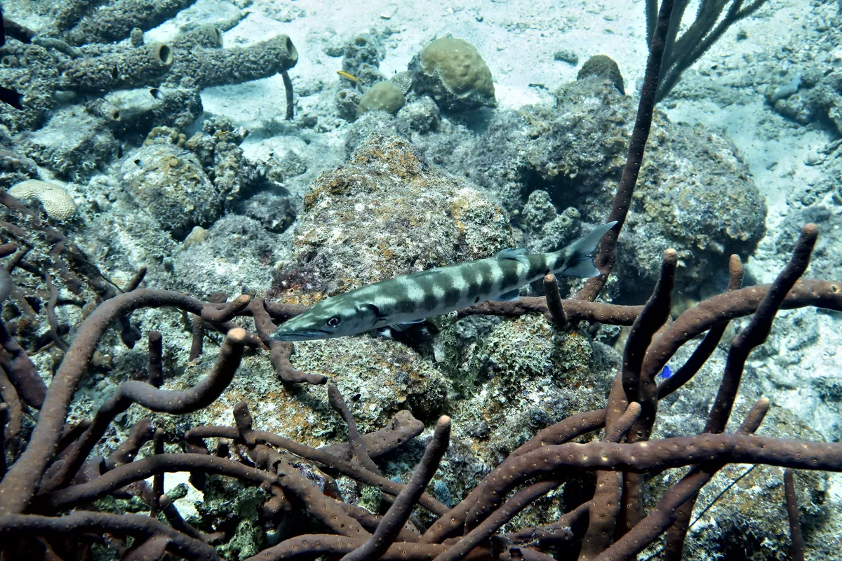 Great Barracuda