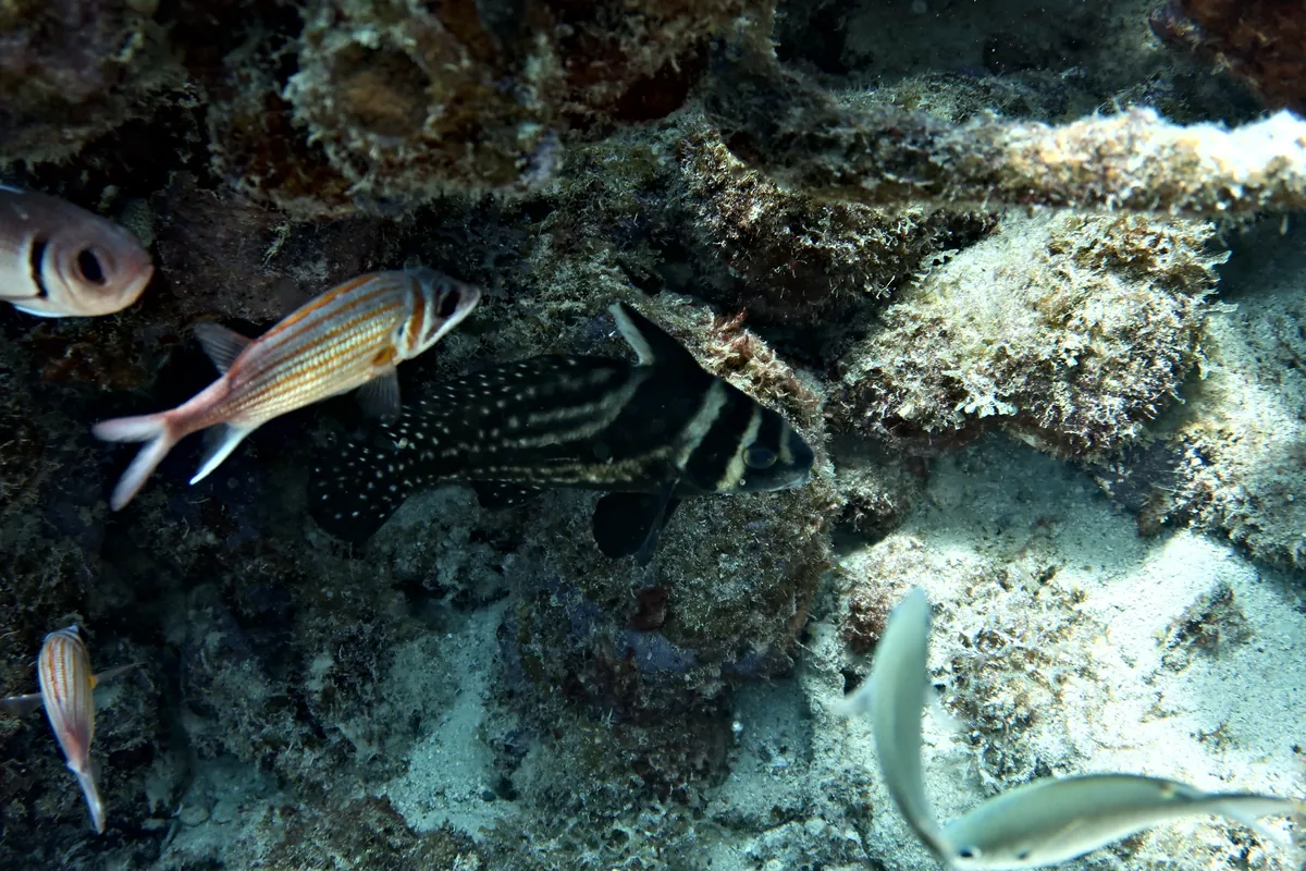 Spotted Drum