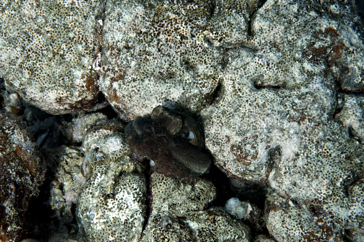 Caribbean Common Octopus