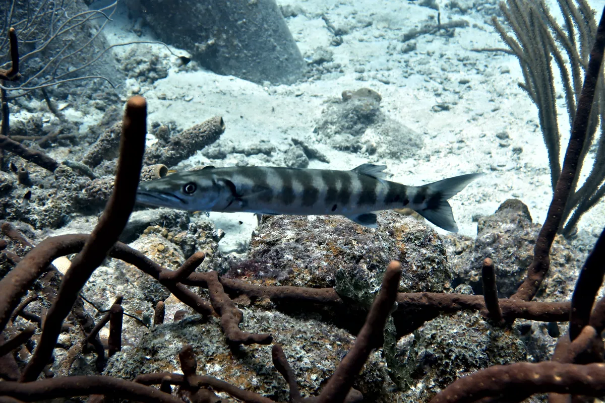 Great Barracuda