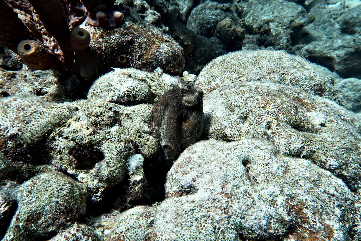 Caribbean Common Octopus