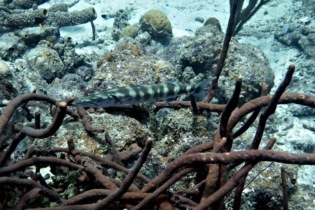 Great Barracuda