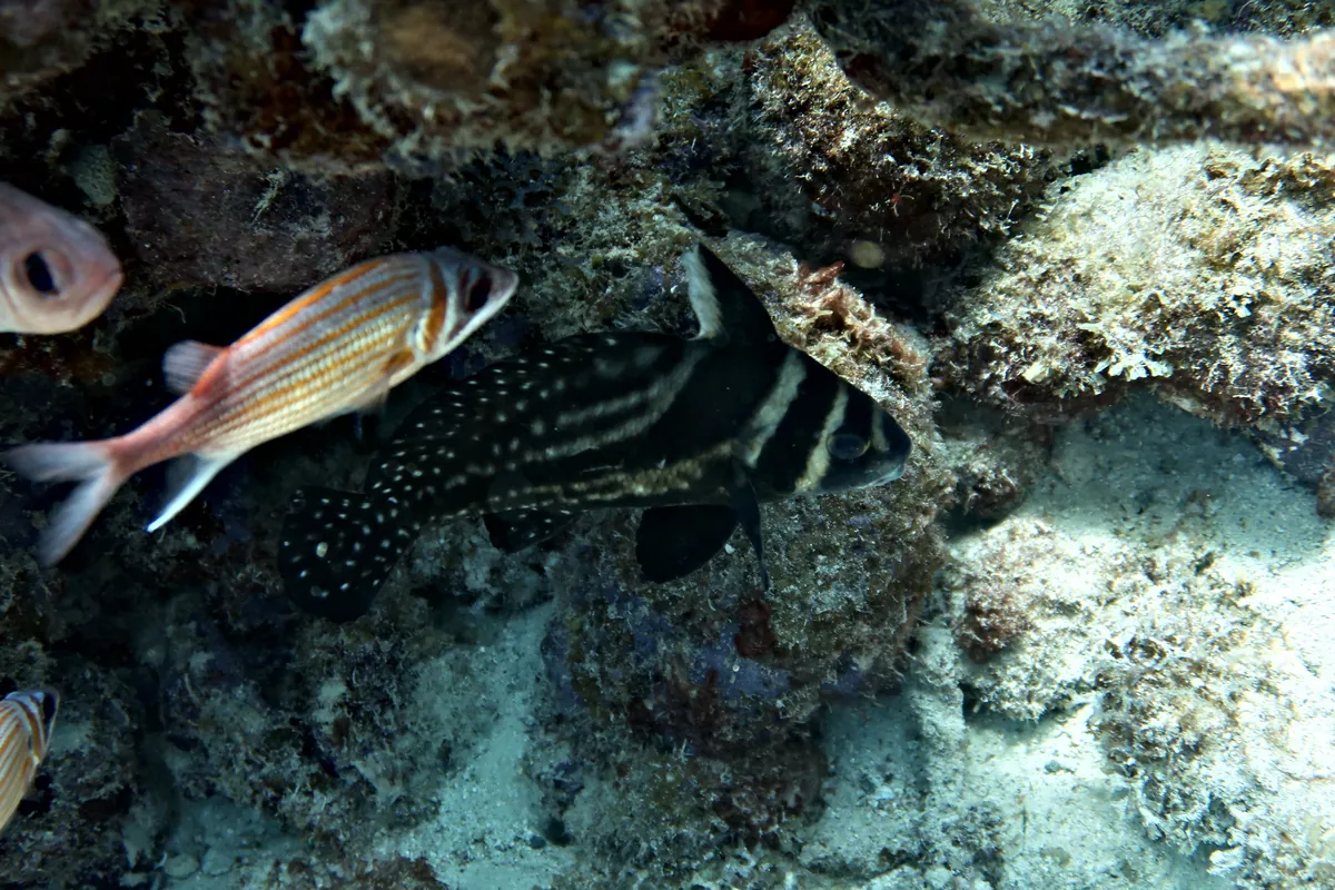 Spotted Drum