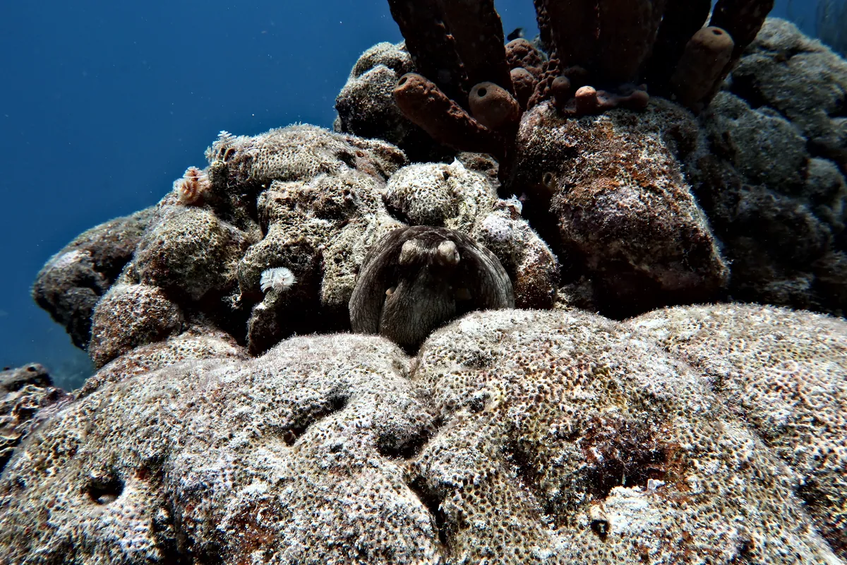 Caribbean Common Octopus