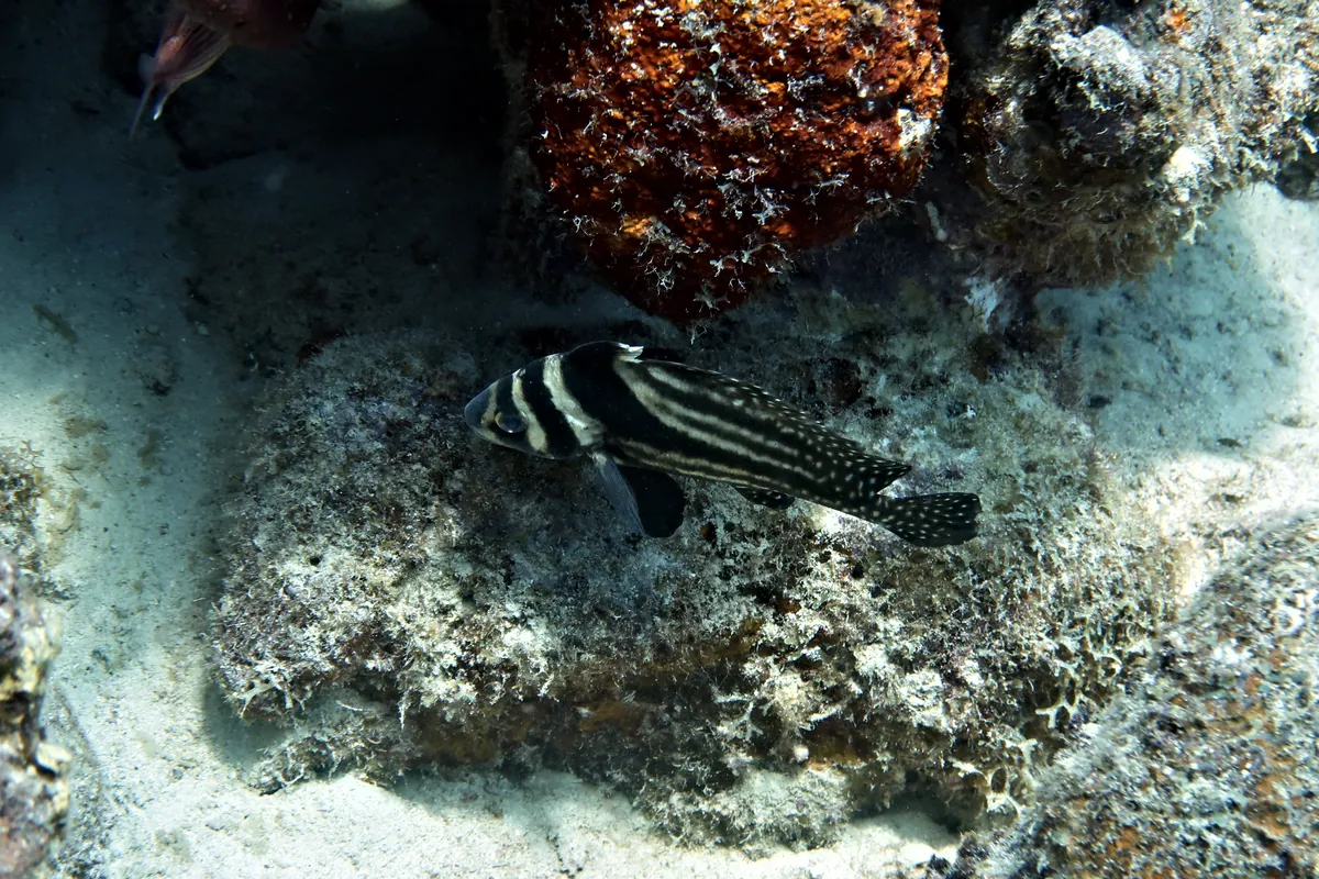 Spotted Drum