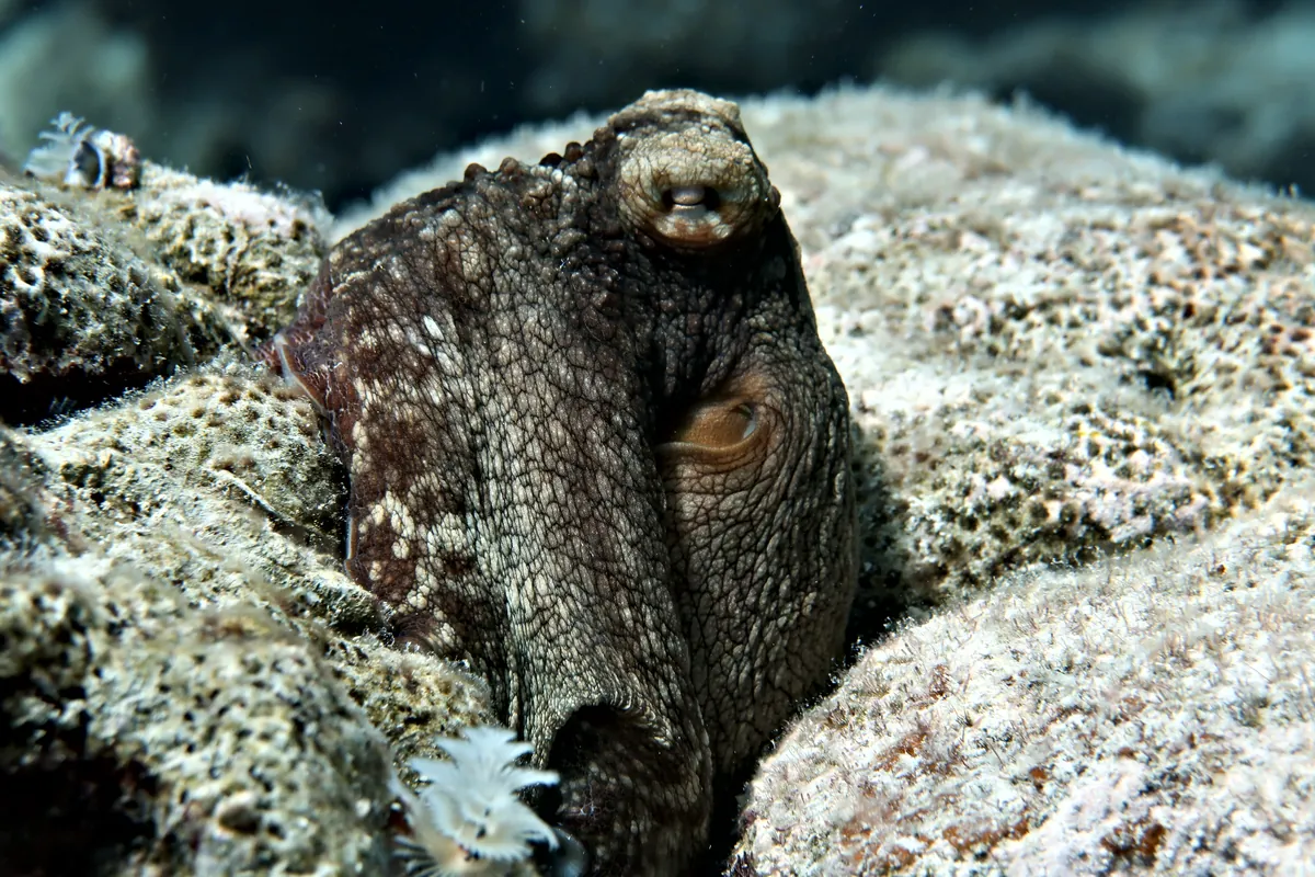 Caribbean Common Octopus