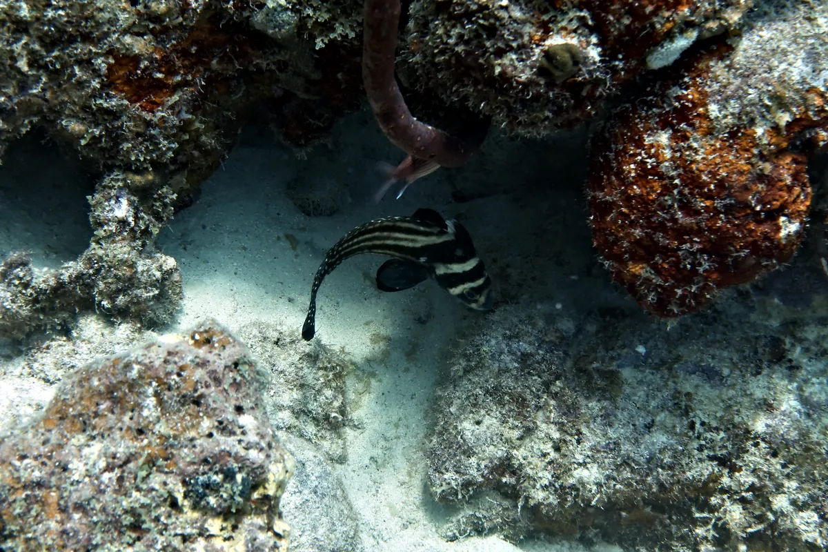 Spotted Drum