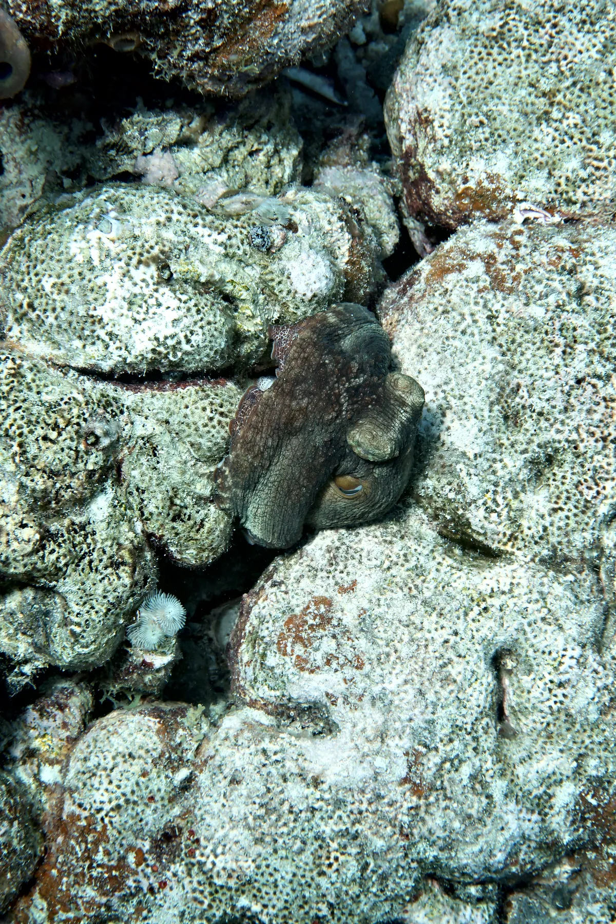 Caribbean Common Octopus