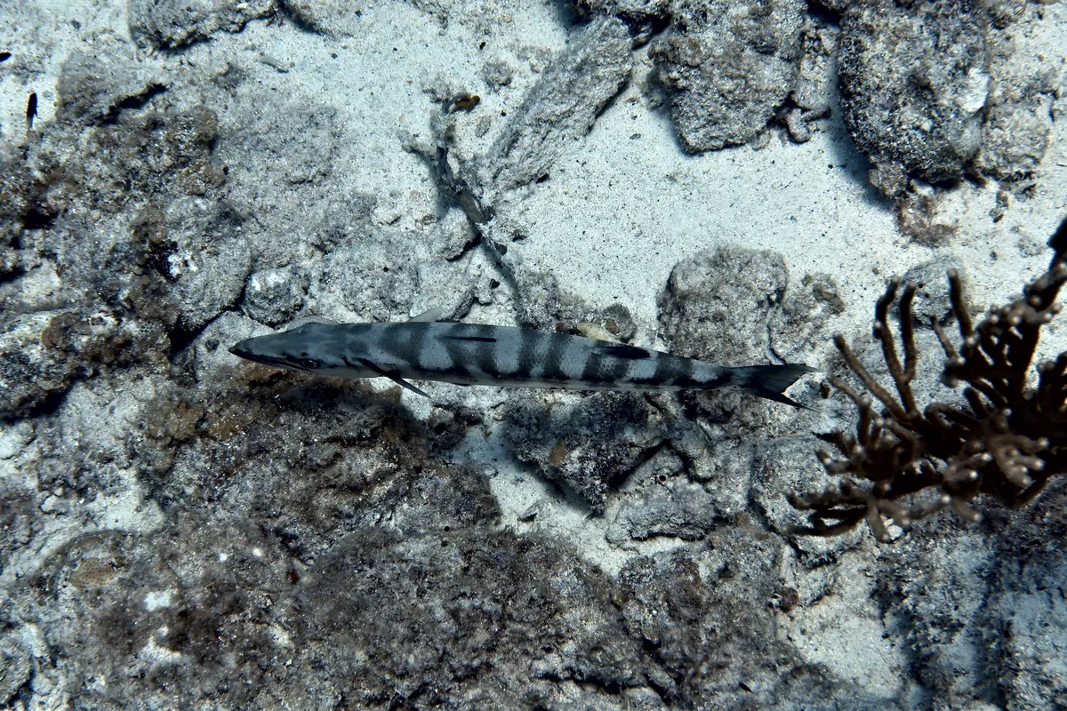 Great Barracuda