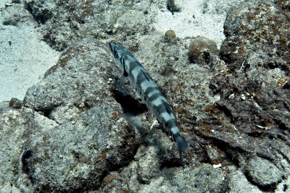 Great Barracuda
