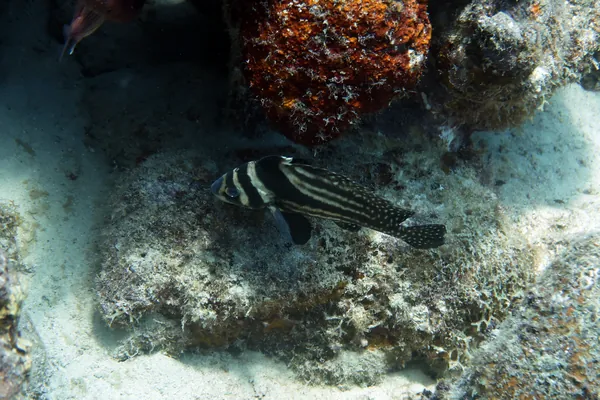 Hue Shift