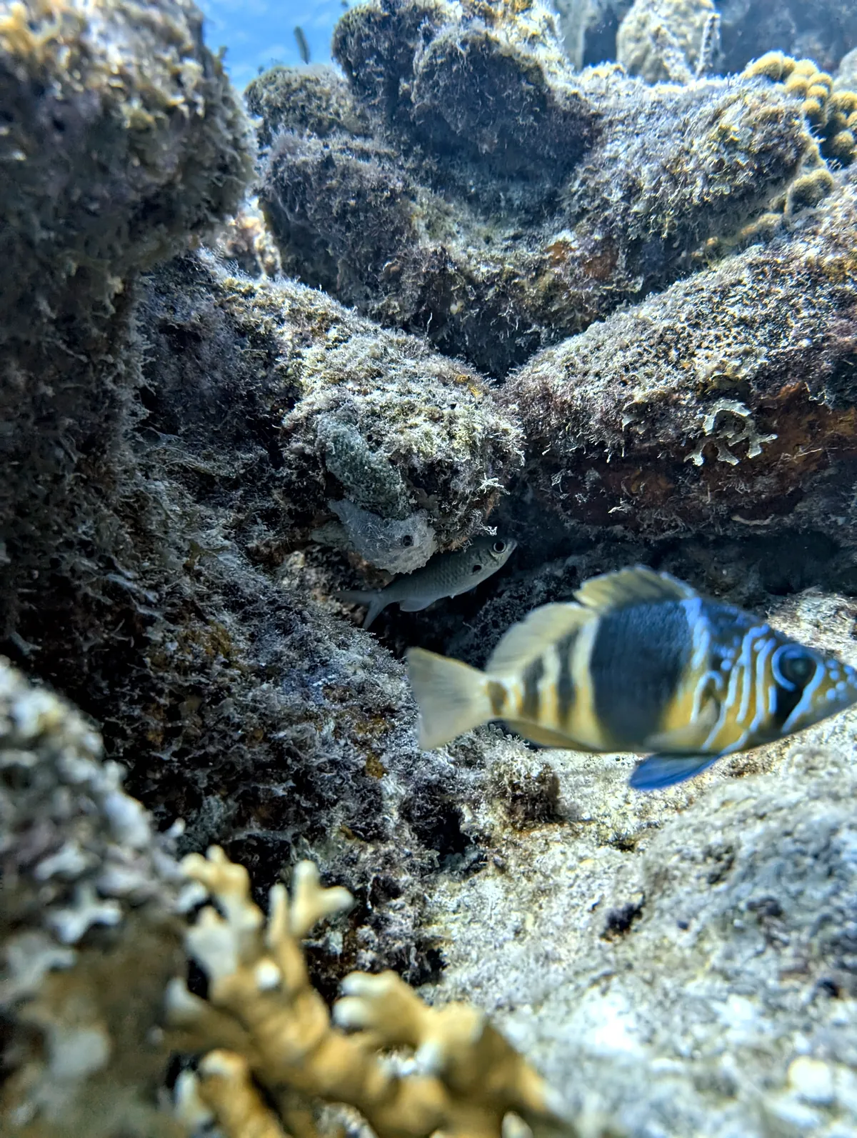 Barred Hamlet