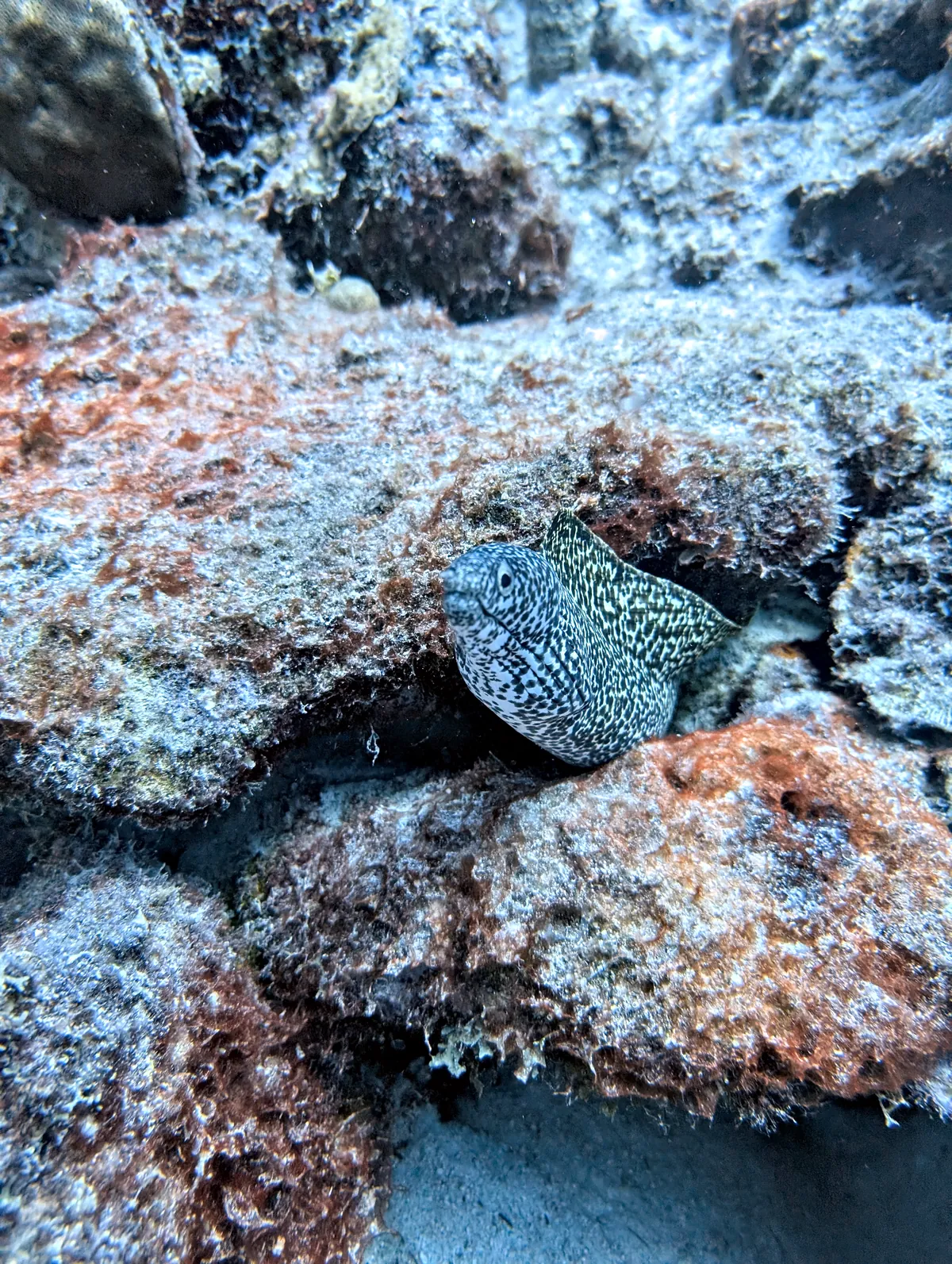 Spotted Moray