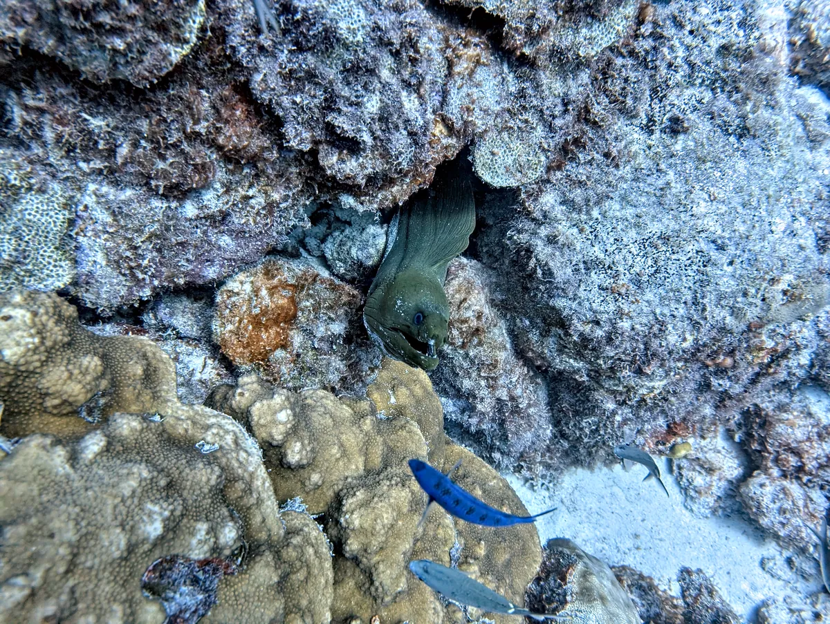 Green Moray