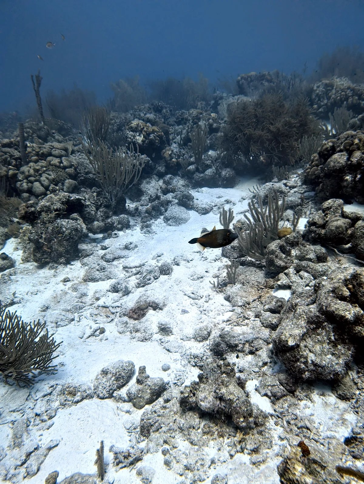 Whitespotted Filefish