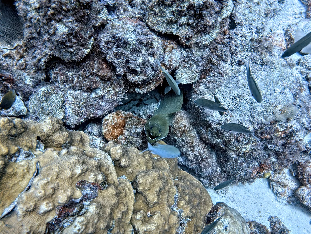 Green Moray