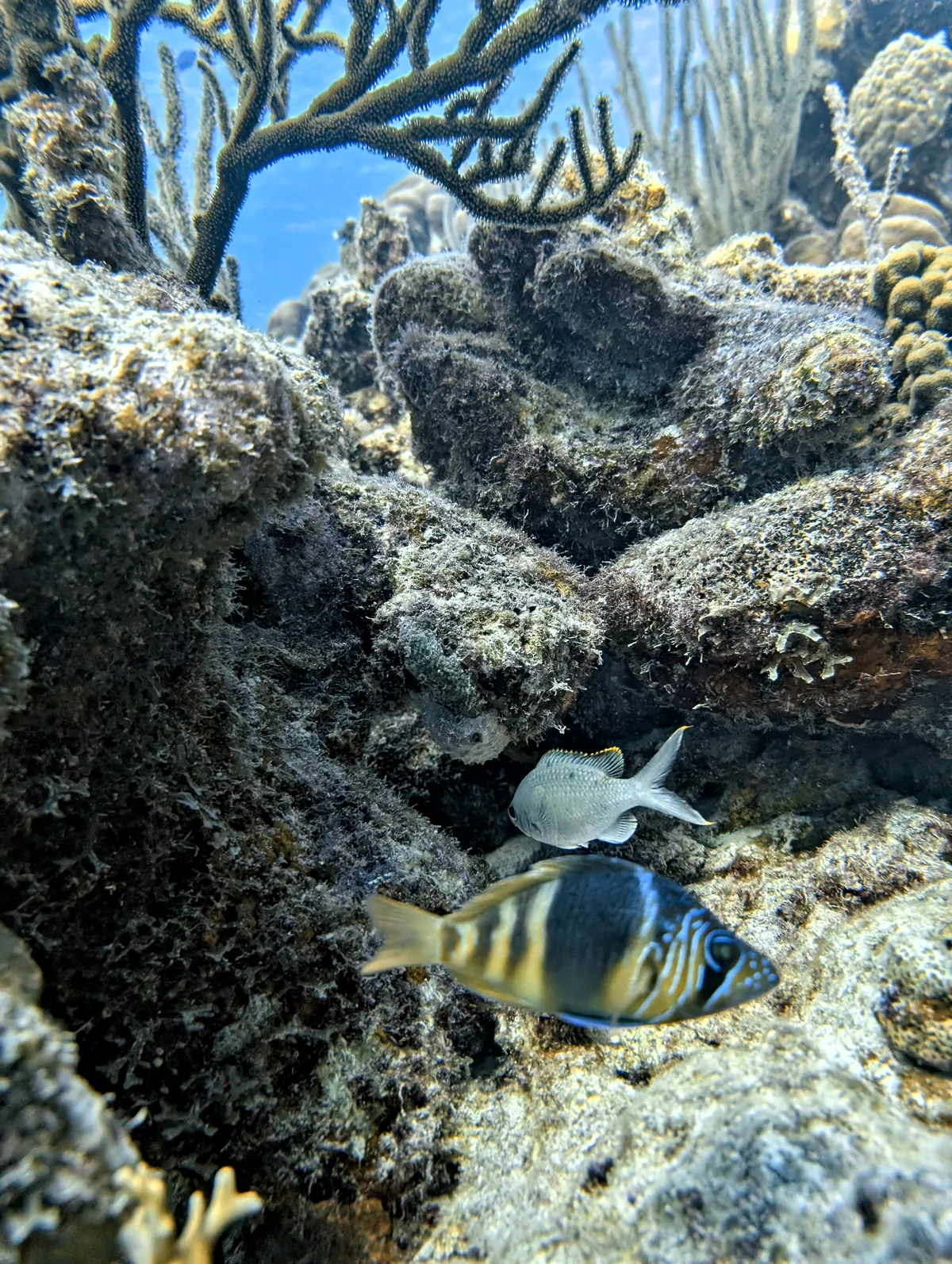 Barred Hamlet
