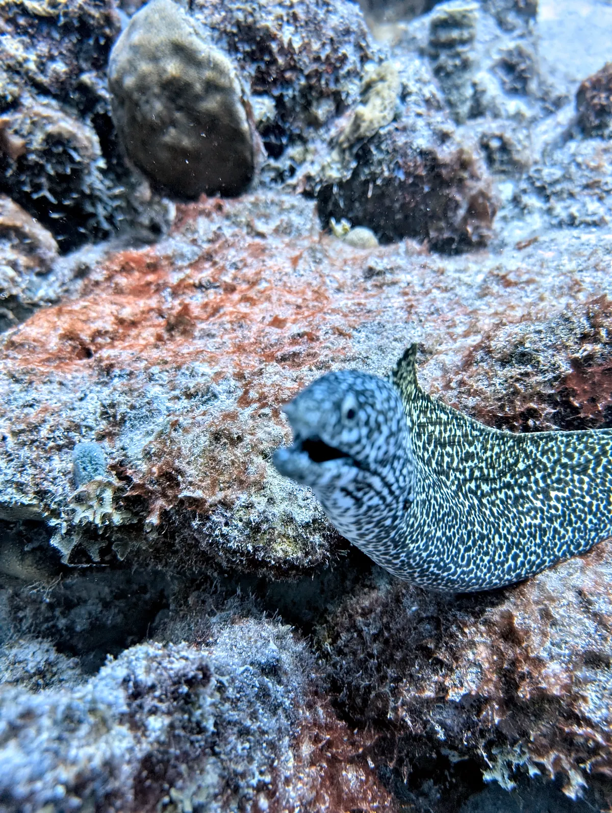 Spotted Moray