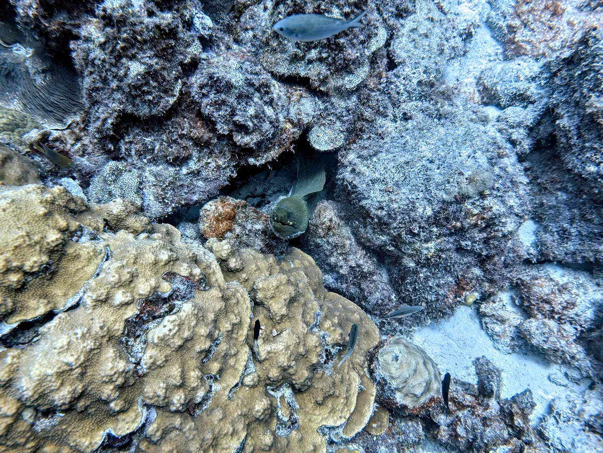 Green Moray