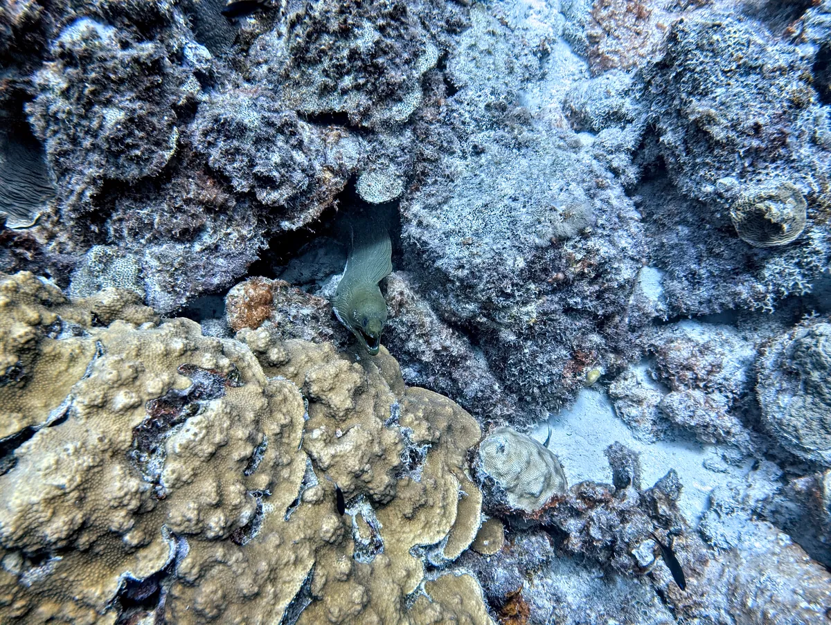 Green Moray