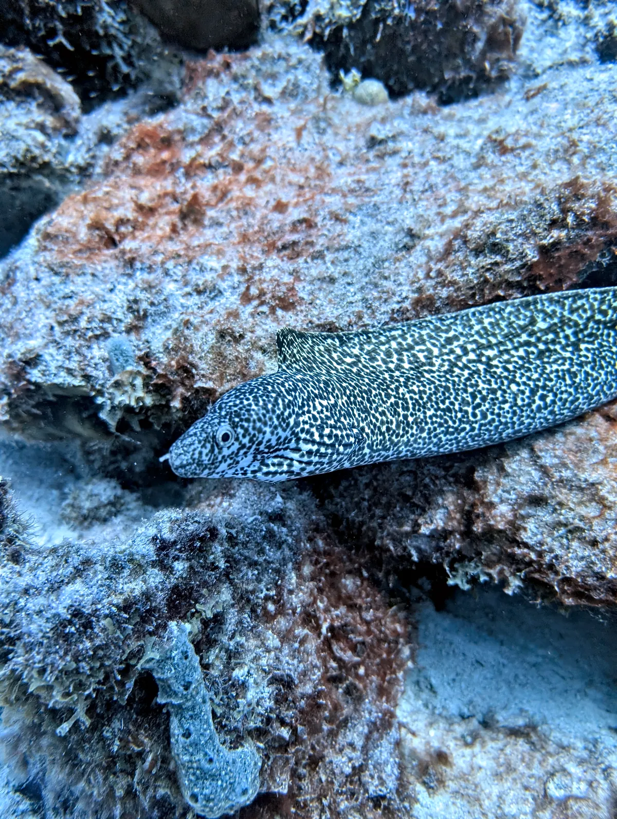Spotted Moray
