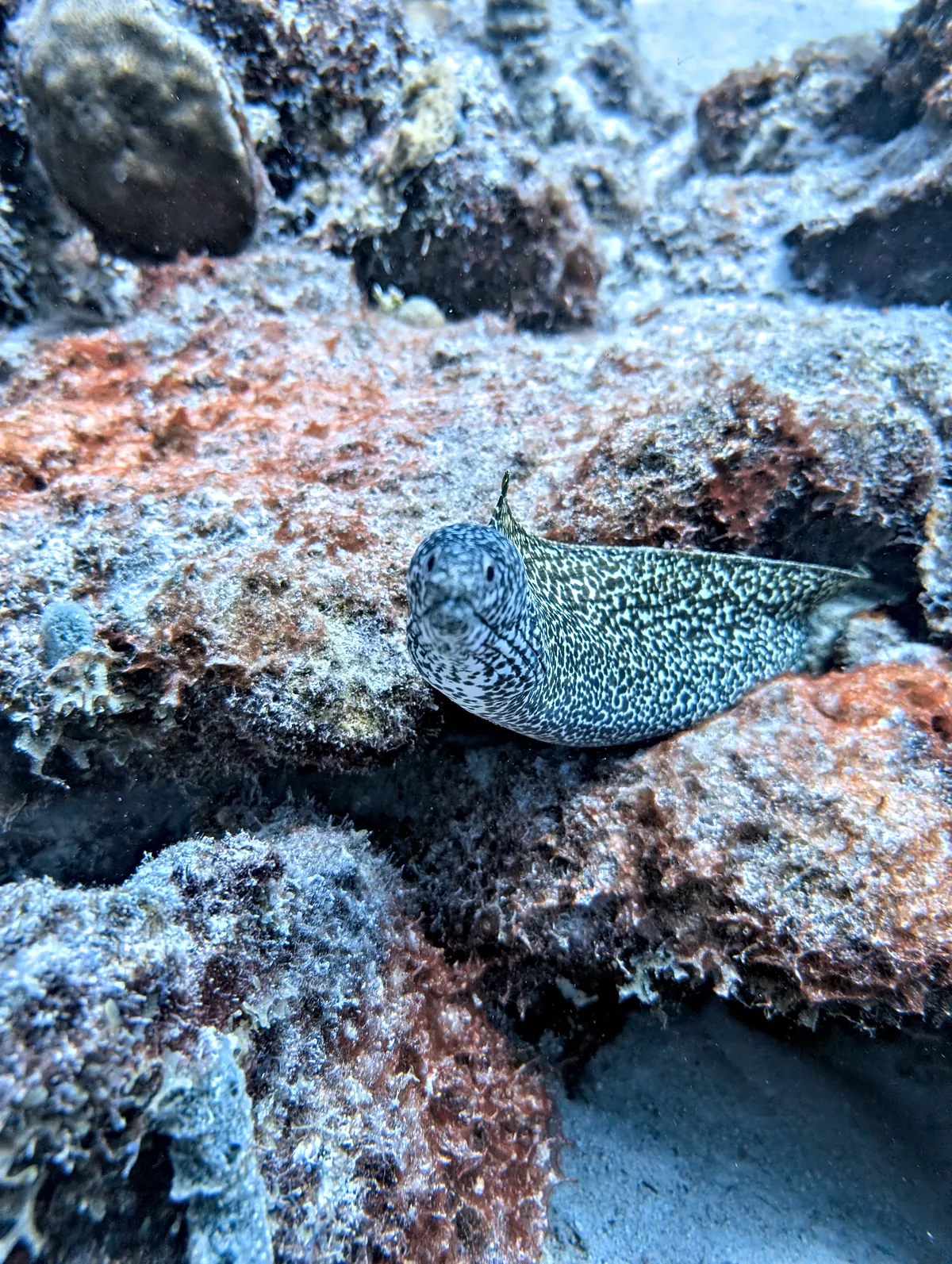 Spotted Moray