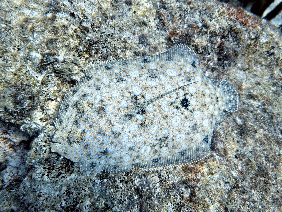 Peacock Flounder