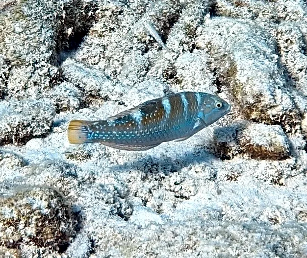Puddingwife