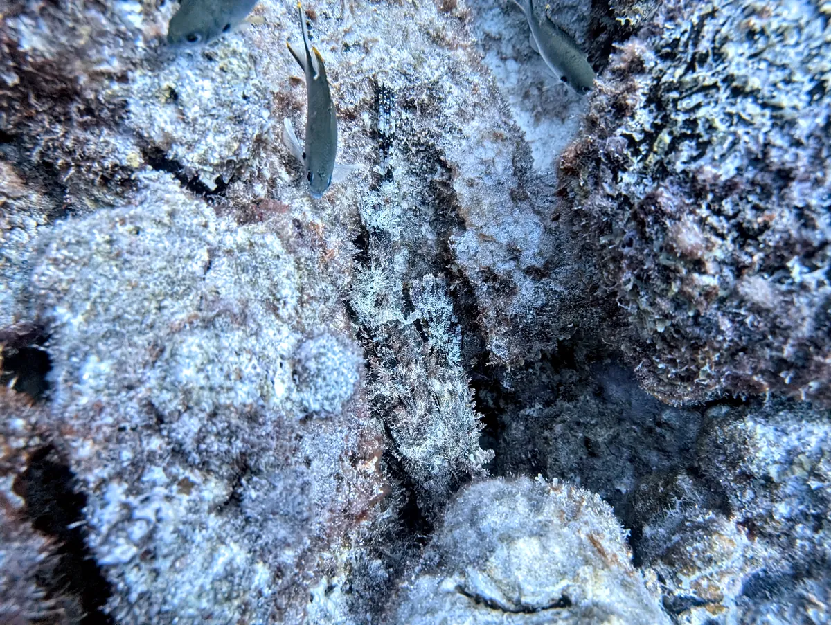 Spotted Scorpionfish